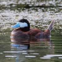 Ruddy Duck